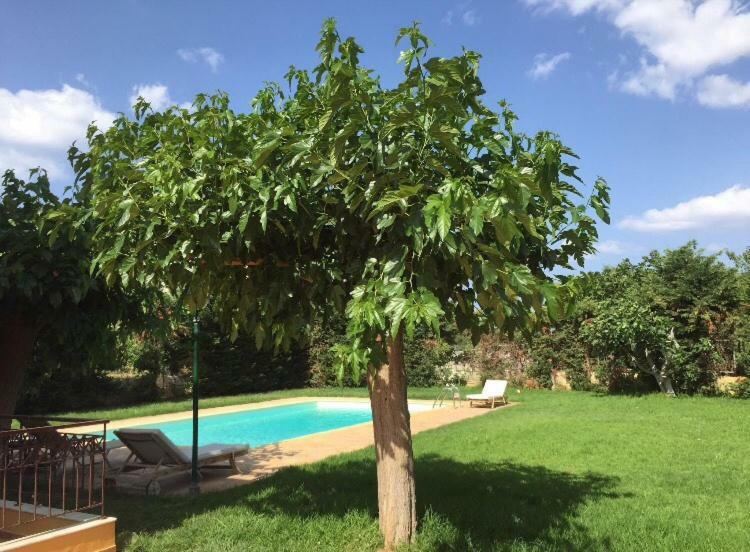 Relaxing Villa With Swimming Pool And Garden Agios Georgios  Zewnętrze zdjęcie
