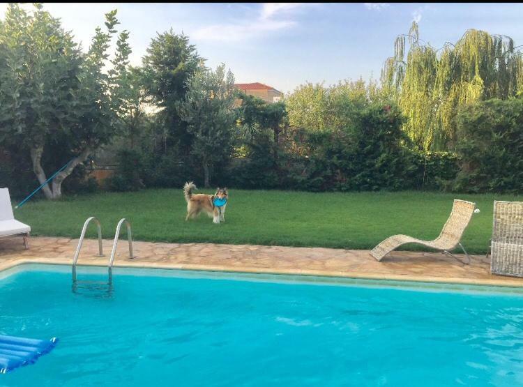 Relaxing Villa With Swimming Pool And Garden Agios Georgios  Zewnętrze zdjęcie